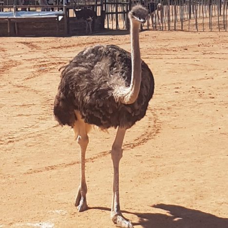 Wildlife und andere Katastophen