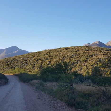 Erdmännchen & Swartbergpass