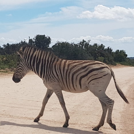 Erdmännchen & Swartbergpass